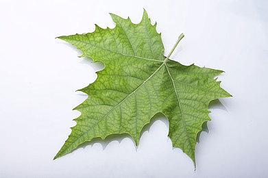 《魔兽世界》重命名NPC 因原名现实来源者曾发表恐同言论